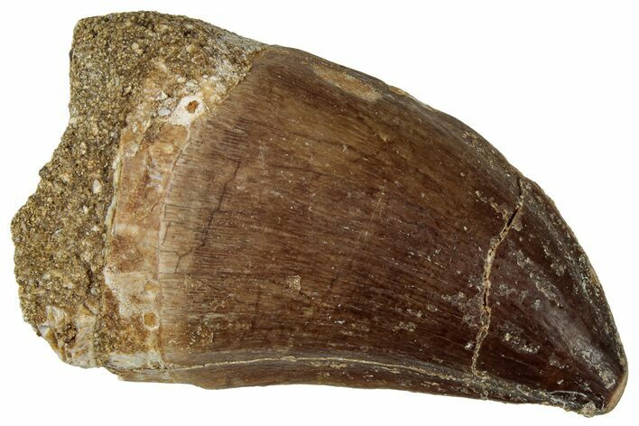 Fossil Mosasaur (Prognathodon) Tooth - Morocco #322667